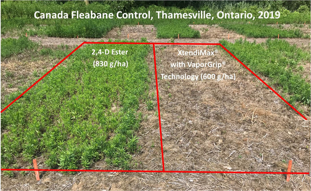 Canada fleabane control comparison, Thamesville, Ontario, 2019.